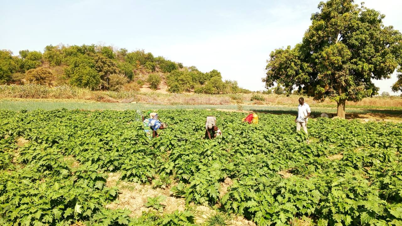 Promotion durable du maraîchage local pour le renforcement de la sécurité alimentaire communautaire